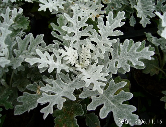 flower-107.jpg
