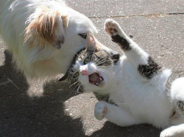 cats-dogs-fight.jpg