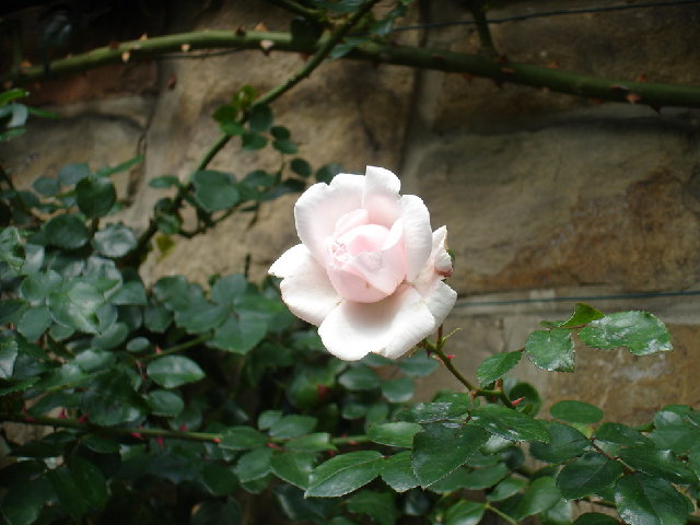 rose 03.jpg