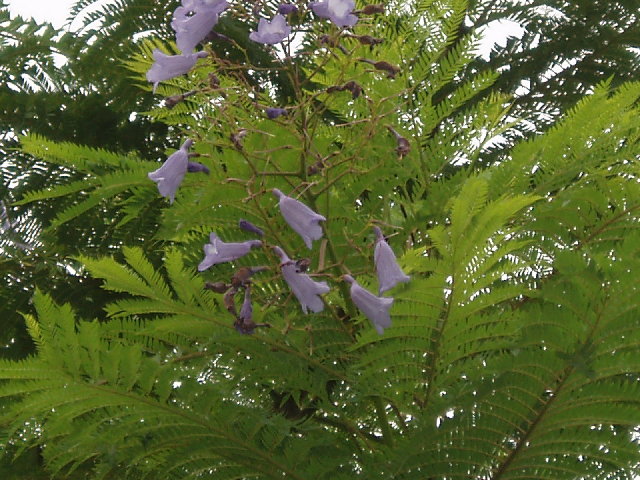 藍花楹