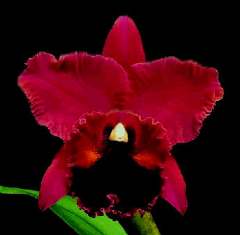 Blc.Oconee&quot;mendenhall&quot;<br />(Lc.Belle of Celle X Blc.Norman's Bay )