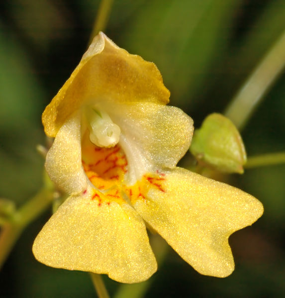 573px-Impatiens_parviflora_-_blossom_front_%28aka%29.jpg