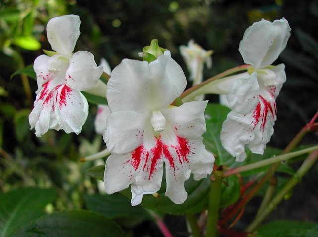 Impatiens_grandis_Hookeriana_8789.jpg