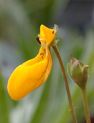 Calceolaria_biflora_ja3.jpg