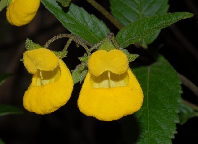 calceolaria02_jpg_5.jpg