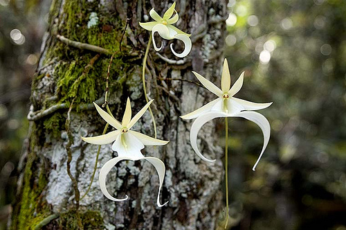 ghost orchid.jpg