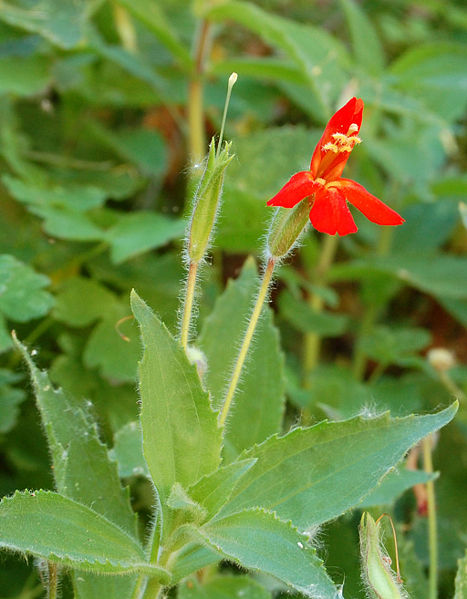 467px-Mimulus_cardinalis_arizona.jpg