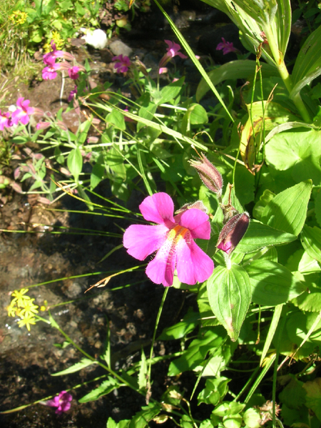 450px-Mimulus_lewisii.png