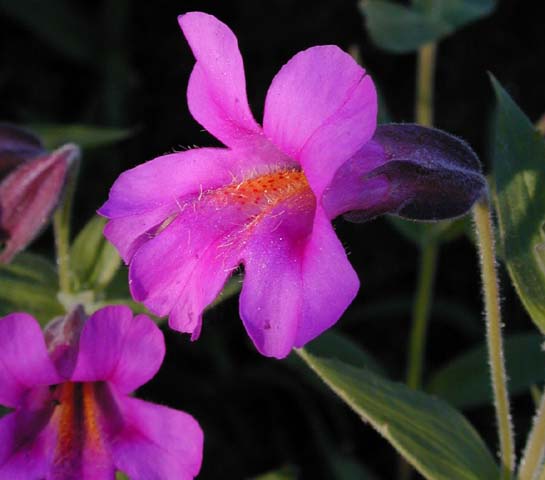 PinkMonkeyFlower-large.jpg