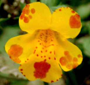 Mimulus-luteus.gif