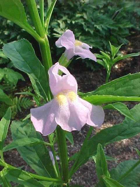 mimulus ringens