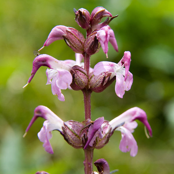 600px-Pedicularis_chamissonis_var__japonica_02.jpg