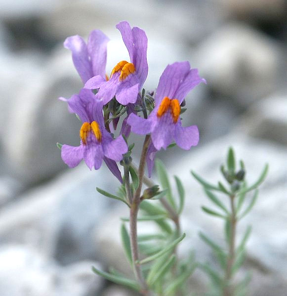 Linaria_alpina_web.jpg