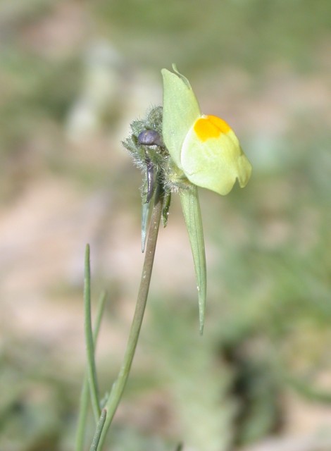 Linaria_haelava_1.jpg