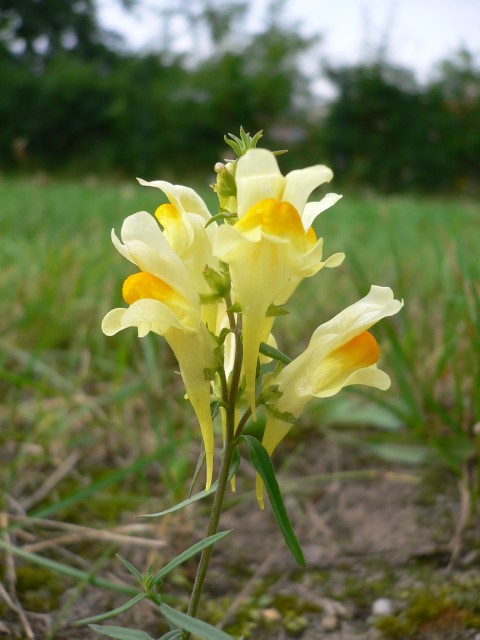 Linaria_vulgaris_20050825_976.jpg