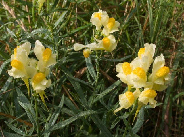 800px-Linaria_vulgaris_%28misty%29.jpg