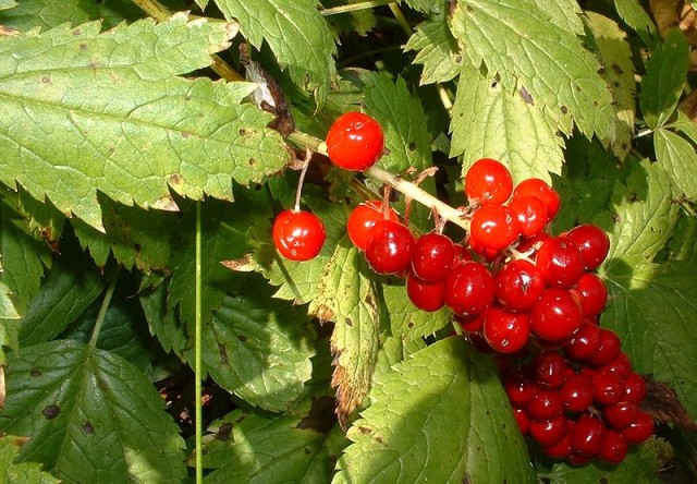 800px-ActaeaRubraBerries.jpg