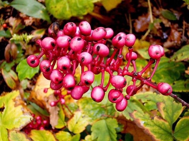 800px-Actaea_pachypoda_02_ies.jpg