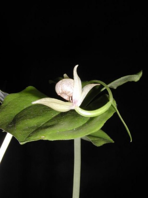 Cypripedium_debile.jpg