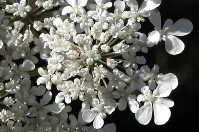 daucus_carota3.jpg