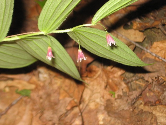 800px-Polygonatum_biflorum_01.jpg