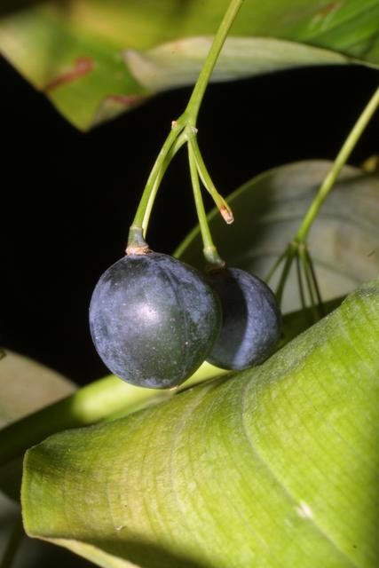 Polygonatum_biflorum,Fruit,I_SB29553.jpg