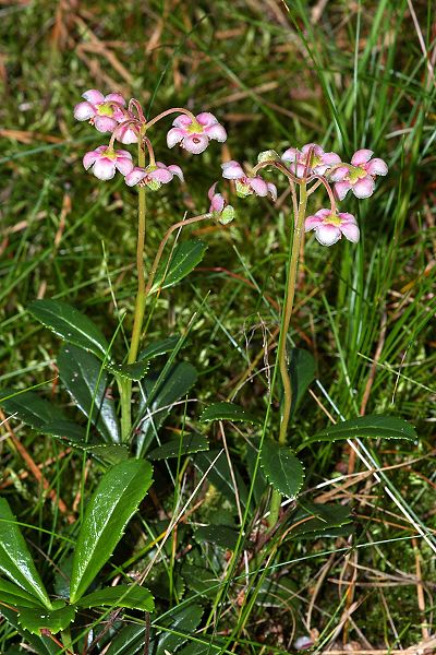 400px-Chimaphila2.jpg