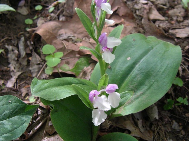 800px-Showy_orchis.jpg