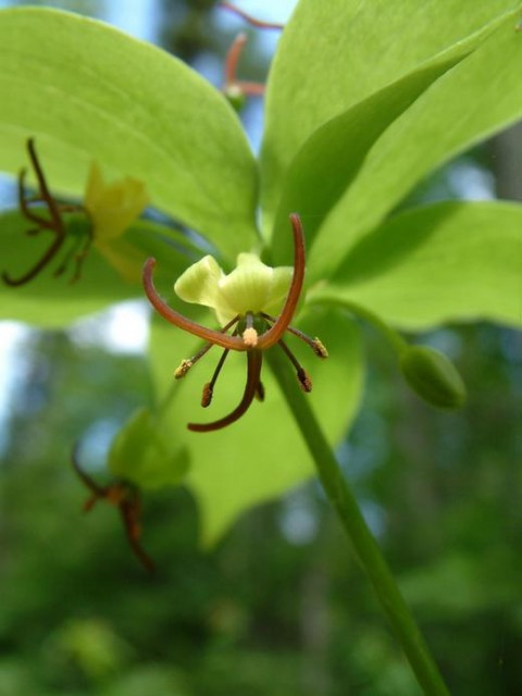 Indian cucumber root.jpg