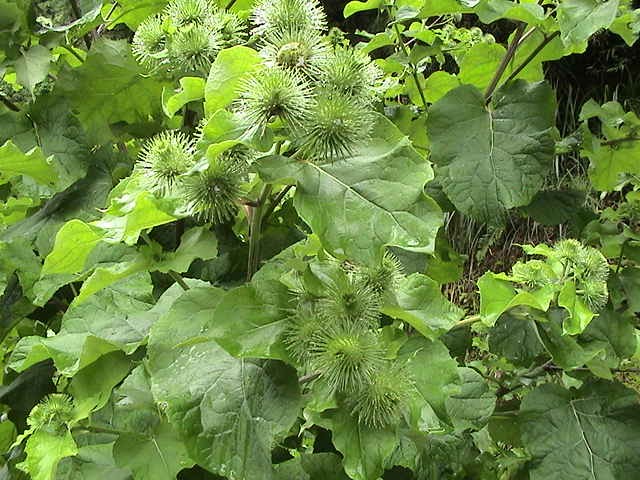 Arctium.lappa<br />牛蒡