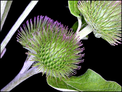 Arctium minus