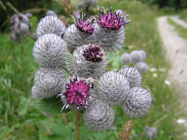 俗名Woolly Burdock<br />Arctium tomentosum