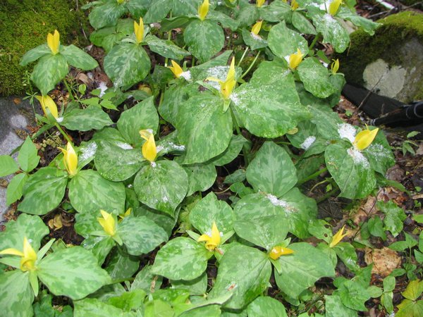 IMG_0824Trillium Luteum.jpg