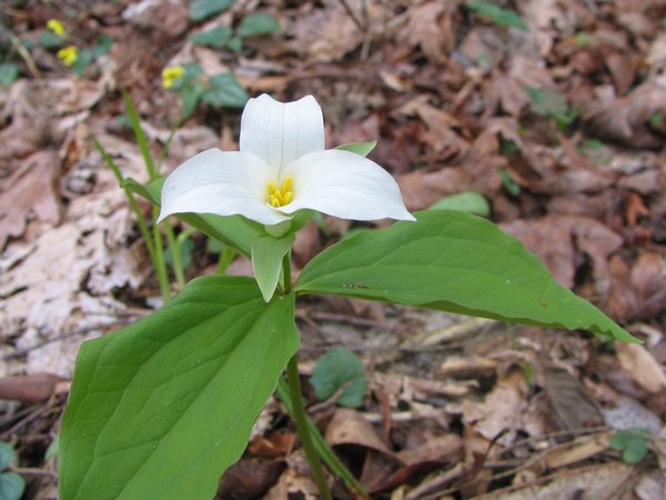 IMG_0623Trillium grandiflorum.jpg