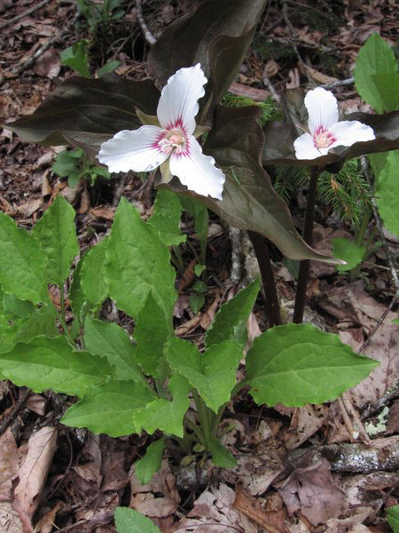 Trillium undulatum.jpg