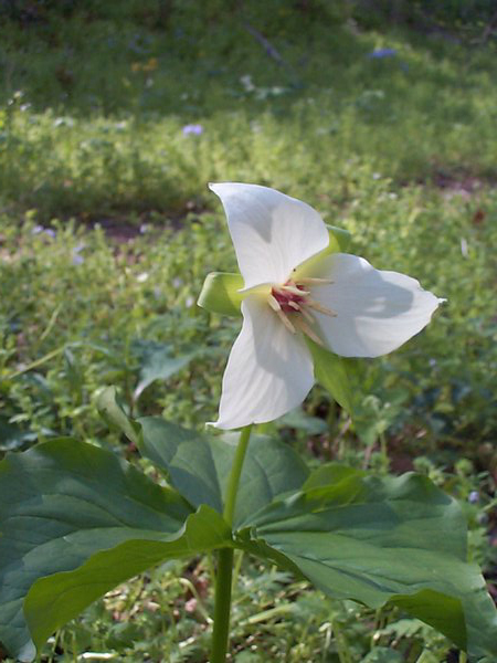 DCP05092Trillium simile.jpg