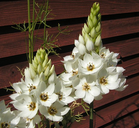 Ornithogalum_white1.jpg