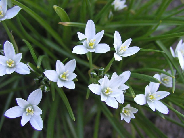 ornithogalum umbellatum