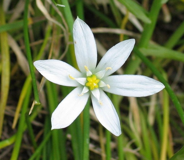 Ornithogalum_umbellatum.jpg