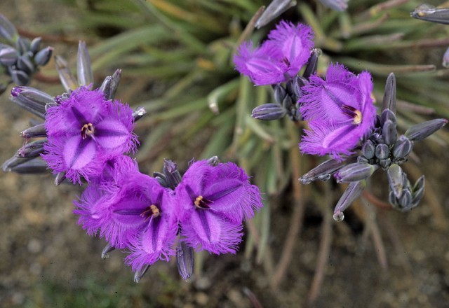 Thysanotus triandrus.jpg