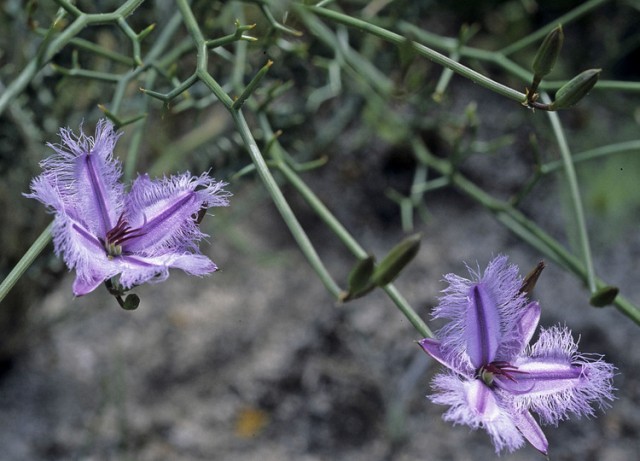 Thysanotus dichotomus.jpg