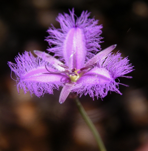 Thysanotus tuberosus.jpg