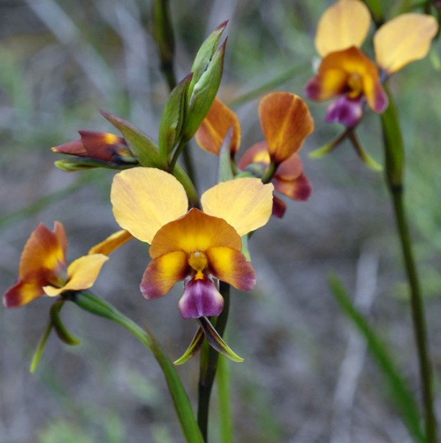 diuris_corymbosa_donkey_orchid_large.jpg