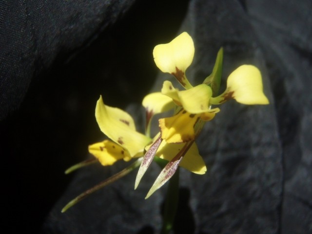 Diuris sulphurea.jpg