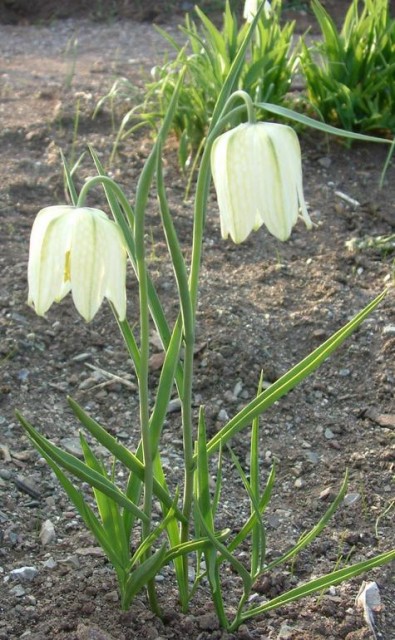 fritillaria meleagris album.jpg