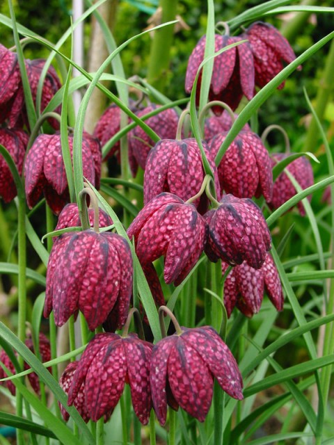 fritillaria_meleagris.jpg