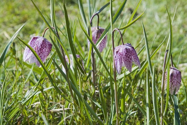 Fritillaria_meleagris (2).jpg