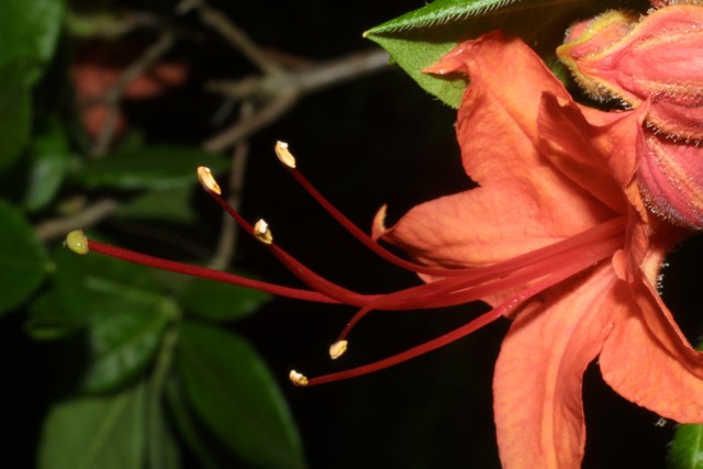 rhododendron calendulaceum.jpg