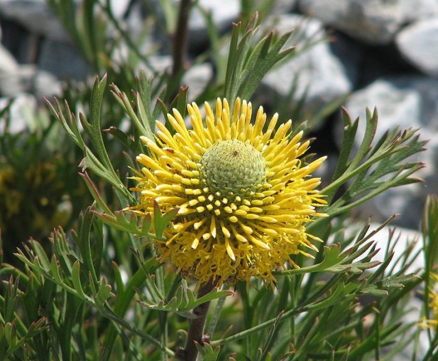 Isopogon_anemonifolius_01.jpg