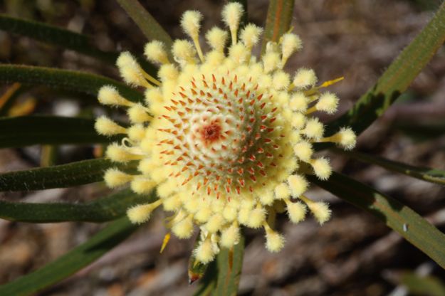 DrumstickIsopogon.jpg